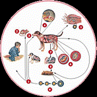 Biểu hiện lâm sàng khi nhiễm ký sinh trùng từ động vật