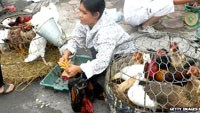 Chợ gia cầm ở Trung quốc là ổ chứa vi rút lớn nhất