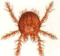 Phòng bệnh sốt phát ban bụi rậm do mò truyền