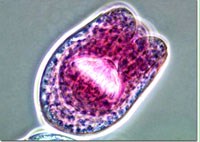 Phòng ngừa nhiễm sán kim từ chó