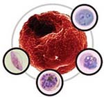Phát hiện sự thay đổi gen của ký sinh trùng sốt rét Plasmodium vivax ở Hàn Quốc khi phân tích trình tự nucleotide trong DNA 