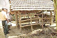 Hàng rào gia súc làm lạc hướng tìm mồi đốt máu của muỗi truyền bệnh