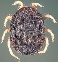 Bệnh sốt hồi quy do ve truyền