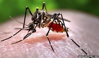 Nguy cơ lây nhiễm sốt xuất huyết trong kỳ World Cup và các phát hiện của nghiên cứu sẽ giúp chống lại sốt xuất huyết