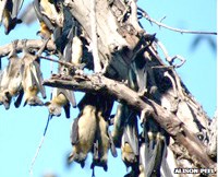 Nơi trú đậu của các loài dơi ăn quả có nhiều virus gây chết người.