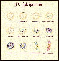 Hiệu lực thuốc phối hợp Azithromycin-Artesunate điều trị sốt rét chưa biến chứng Plasmodium falciparum: một thử nghiệm thăm dó không ngẫu nhiên và không đối chứng 