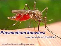 Tổng hợp và cập nhật y văn thế giới về sốt rét do ký sinh trùng khỉ Plasmodium knowlesi tại Việt Nam