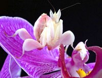 Cập nhật các thông tin thú vị về sinh thái côn trùng