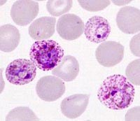 Người mang ký sinh trùng lạnh