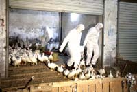 WHO: số ca tử vong do chủng cúm gia cầm mới ở Trung Quốc gia tăng