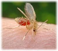 Muỗi cát với vai trò truyền bệnh Leishmania