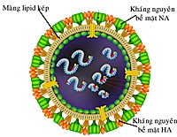 Công điện của Bộ Y tế về tăng cường công tác phòng chống dịch bệnh cúm A (H7N9) 