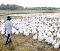 Những điểm nhấn trong phòng chống dịch bệnh truyền nhiễm năm 2013 và các vấn đề cần ưu tiên trong hoạt động năm 2014