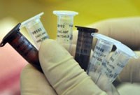 Cần thường xuyên cảnh giác với sự gia tăng của các ca nhiễm cúm gia cầm H7N9