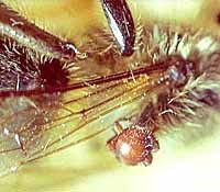 Đầu xuân năm 2014 khám phá thế giới bí ẩn của côn trùng & một số động vật khác 