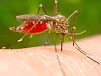 Bao nhiêu ngày mới phát bệnh sốt rét sau khi bị muỗi sốt rét đốt máu ?