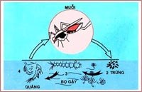 Phòng bệnh do muỗi truyền bằng chất điều hòa sinh trưởng của côn trùng 