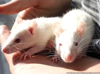 Các độc tố trong thực phẩm liên quan đến bệnh lý ung thư 