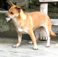 Globulin miễn dịch đặc hiệu chống bệnh dại sử dụng khi nào ?