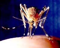 Tổng hợp một số chuyên đề sốt rét đăng tải trên y văn thế giới tháng 1 năm 2014