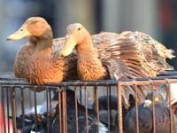 Điểm báo về các thông tin liên quan đến y tế ngày 15/2 & 16/2 năm 2014