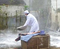 Con người đang bị bao vây bởi đại dịch cúm gia cầm