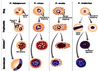 Ca đầu tiên ở người nhiễm tự nhiên nhiễm loài ký sinh trùng sốt rét Plasmodium Cynomolgi