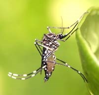 Giải mã vi rút sốt xuất huyết Tây sông Nile và phát triển vắc-xin sốt rét mở đường cho liệu pháp bảo vệ  