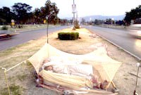 Nguy cơ các bệnh do véc tơ truyền và cuộc chiến chống một số bệnh truyền do véc tơ trên thế giới     