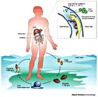 Phòng chống bệnh sán máng (Schistosomiasis) trên thế giới