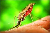 10 sự kiện quốc tế về bệnh sốt rét