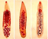 Cập nhật thông tin về các loại sán lá và phòng chống nhiễm sán lá truyền qua thực phẩm trên toàn cầu