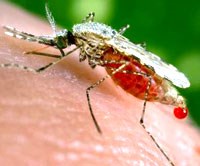 Các nhà khoa học kết hợp dữ liệu giám sát và môi trường để dự đoán sự bùng phát dịch bệnh sốt rét ở Ethiopia