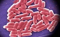 Sự đề kháng với thuốc kháng sinh đòi hỏi các hành động nhanh chóng