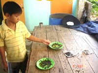 Mồi bả diệt ruồi ngăn chặn ruồi phát triển