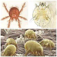 Bét-một trong những véc tơ truyền bệnh