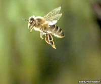 Ong mật có thể đọc bản đồ để tìm đường về tổ