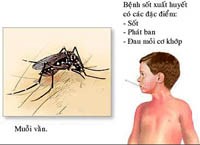 Những vấn đề trong phòng chống sốt xuất huyết trên thế giới và Việt Nam