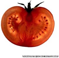 “Viên cà chua” ngăn ngừa bệnh tim