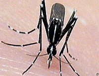 Bệnh do virus ở châu Phi lan rộng