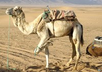 Số ca nhiễm MERS tăng vọt và cảnh báo của WHO về sự lây lan của dịch bệnh Ebola