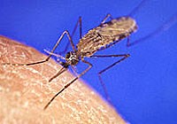 Khả năng thích nghi của các loài muỗi lai