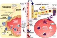 Tổng quan hệ thống về primaquine trong phòng ngừa sự lan truyền bệnh sốt rét 