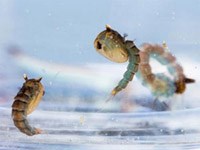 Trứng muỗi sốt xuất huyết nở thành muỗi mất mấy ngày?