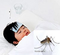 Muỗi truyền bệnh viêm não Nhật Bản