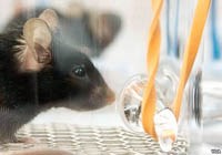 Nghiên cứu: Muỗi có thể ngửi được sốt rét