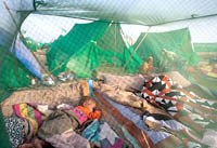 Chính phủ các nước cam kết chống lại bệnh sốt rét