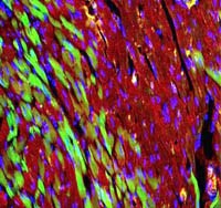 Tạo nhịp tim sinh học bằng liệu pháp gen được thử nghiệm trong labo