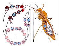 Thách thức trong chẩn đoán ký sinh trùng sốt rét Plasmodium knowlesi lan truyền từ khỉ sang người (phần 1)