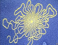 Phát hiện vi rút mới trong ruột người